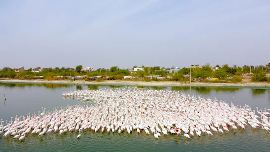 डीडवाना झील